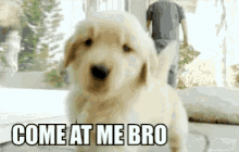 Come At Me Bro Puppies GIF - Come At Me Bro Puppies Dogs GIFs