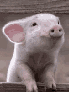 Cool Pigs GIF - Cool Pigs Sniff GIFs