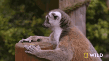 i am done here national geographic lemurs try new food i go off first im finished