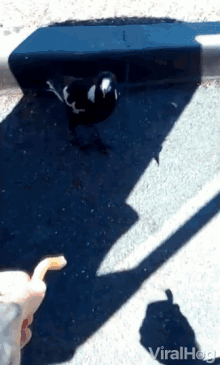 Bird Eating French Fry Eating GIF - Bird Eating French Fry Eating Eat And Leave GIFs