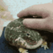 Frogpettte GIF - Frogpettte GIFs