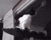 a black and white photo of a cat sitting on a window hammock