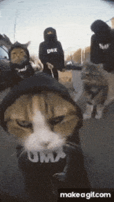 a group of cats wearing hoodies that say dmx