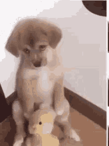Sad Puppy GIF - Sad Puppy GIFs