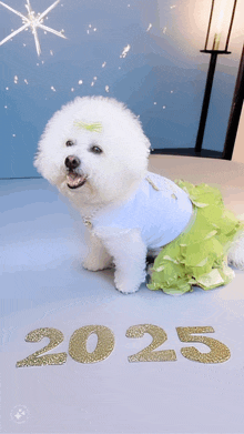 a small white dog wearing a blue shirt and a green skirt sits on a floor with the numbers 2025 on it