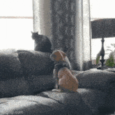 a dog and a cat are sitting on a couch in a living room
