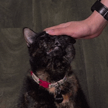 a cat with a tag that says scarlet is being petted