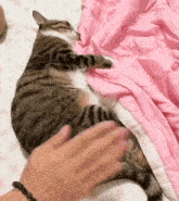 a cat is laying on a bed with a pink blanket and being petted by a person .