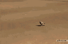 a pigeon standing in front of a bus with gifbin.com at the bottom of the image