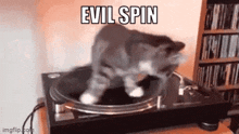Cat Spin GIF - Cat Spin Evil GIFs