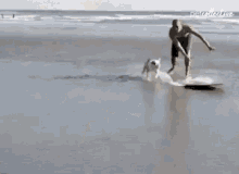 Surfing The Pet Collective GIF - Surfing The Pet Collective Dog GIFs