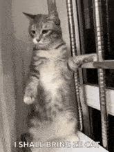 a cat standing on its hind legs on a window sill .