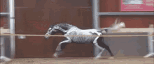 Jump GIF - Horse Horses Equine GIFs