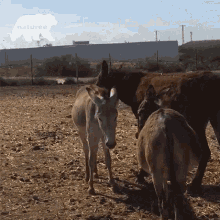 Chilling Donkey GIF - Chilling Donkey Pony GIFs