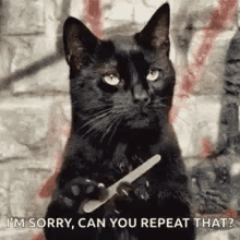 Black Cat Im Sorry GIF - Black Cat Im Sorry Can You Repeat That GIFs