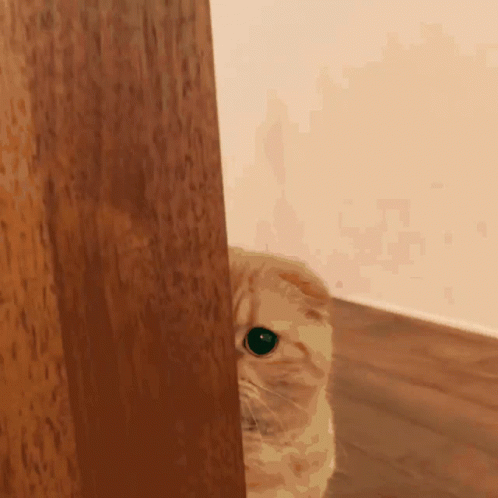 peeking cat