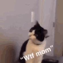 Wtf Mom Funny Animals GIF - Wtf Mom Funny Animals Cats GIFs