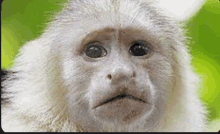 White Monkey GIF - White Monkey GIFs