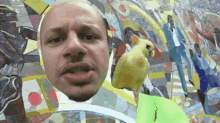 Bird Where Is The Bird GIF - Bird Where Is The Bird Andre Eric GIFs
