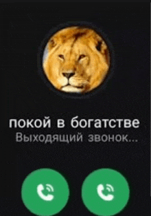 a phone screen with a picture of a lion and two green buttons