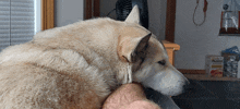 a dog rests its head on a man 's arm in front of a faned dog food box