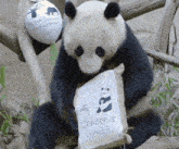 Panda Panda Birthday GIF - Panda Panda Birthday Panda Package GIFs