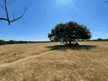 Milbul Seasons GIF - Milbul Seasons Sideways Tree GIFs