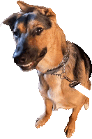 Derp Doggy Sticker - Derp Doggy Stickers