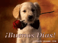 Buenos Dias GIF - Buenos Dias Buendia Rose GIFs
