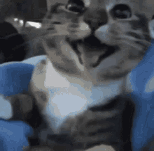 Happy Cat GIF - Happy Cat Meme GIFs