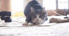 The Butt Wiggle Is So Strong That The Cat Actually Begins To Float GIF - Cats GIFs