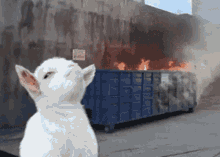 Goat Dumpster Fire GIF - Goat Dumpster Fire 2020 GIFs