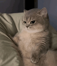 a fluffy cat laying on a bed with its paws on its belly