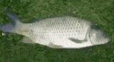 Fish GIF