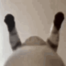 a person is laying on their stomach with their legs up in the air .