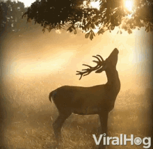 Munch Deer GIF - Munch Deer Hungry GIFs