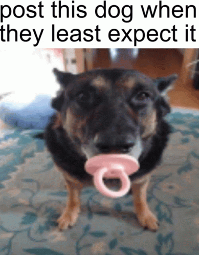 Dog Least Expect GIF - Dog Least Expect Meme - Discover & Share GIFs