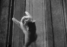 Spinning Motion Cat GIF - Black And White Cat Spinning GIFs