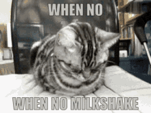 No Milkshake Milkshake GIF - No Milkshake Milkshake Sad Cats GIFs
