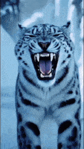 a snow leopard is yawning with its mouth open