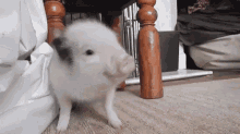 Happy Pig Happy Dance GIF - Happy Pig Happy Dance Dancing Pig GIFs