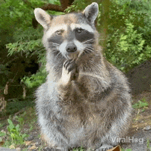 Eating Racoon GIF - Eating Racoon Viralhog GIFs