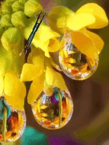 Butterfly Yellow GIF - Butterfly Yellow Flower GIFs