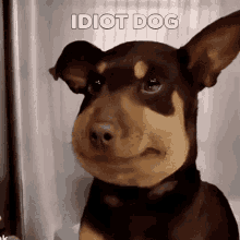Idiotdog Dumb GIF