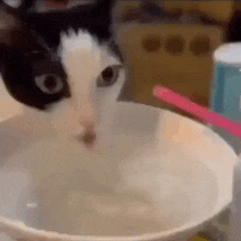 Lick Water GIF - Lick Water Cat GIFs