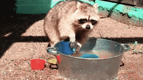 Raccoon Washing Clothes GIF - Raccoon Washing clothes - Discover ...
