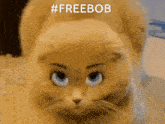 a close up of a cat with the words #freebob written above it
