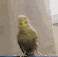 Bird Birb GIF - Bird Birb Birbdefi GIFs