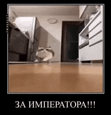 a cat is walking on the floor in a kitchen .