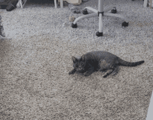 Luna Run GIF - Luna Run Cat GIFs